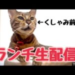 【ランチ生配信9/20】3連休終わって絶望してる方は猫でも見て癒やされませんか？生配信(YouTube)