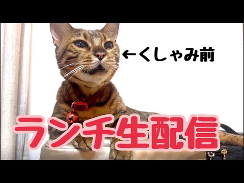 【ランチ生配信9/20】3連休終わって絶望してる方は猫でも見て癒やされませんか？生配信(YouTube)