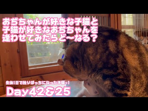 親爺好きな子猫と子猫好きな親爺が初めて出会ったらこうなりました  生後1日で独りぼっちになった子猫+1 Day42＆25　【2023 09 27-2】(YouTube)