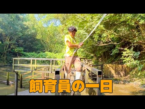 バイオパーク広報が飼育員やってみた！(YouTube)