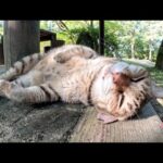 庭園に行ったら、ムギワラ猫がヘソ天ポーズになって歓迎してくれた(YouTube)