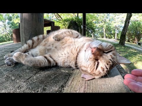 庭園に行ったら、ムギワラ猫がヘソ天ポーズになって歓迎してくれた(YouTube)