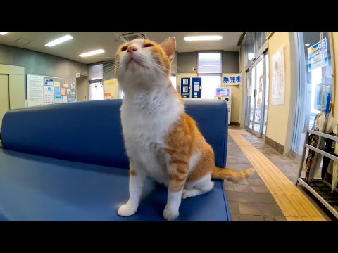 曇り時々雨の夕方のフェリー乗り場、雨宿りする猫達と戯れる(YouTube)