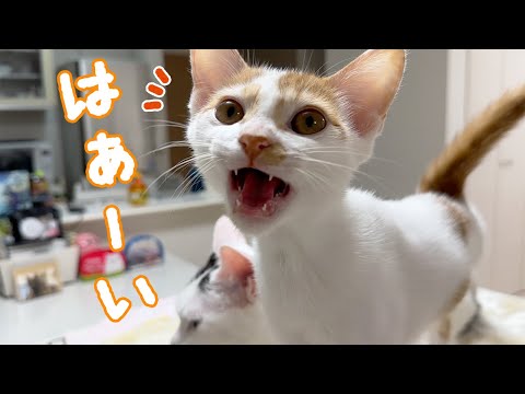 全部にお返事してくれる子猫トロくん！(YouTube)