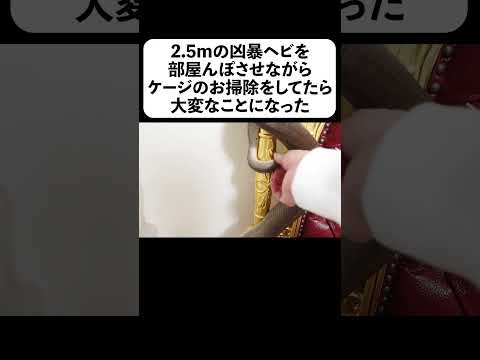 2 5mの凶暴ヘビを部屋んぽさせながらケージのお掃除をしてたら大変なことになった(YouTube)
