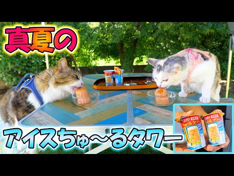 ひんやりアイスちゅ～るタワーで猛暑を乗り切る猫達【真夏のお庭涼み】(YouTube)