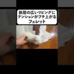 新居の広いリビングにテンションがブチ上がるフェレット(YouTube)