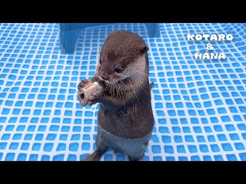 カチカチに凍った魚をカワウソにあげたらこうなった　Otter Hilariously Struggles to Eat Frozen Fish!(YouTube)