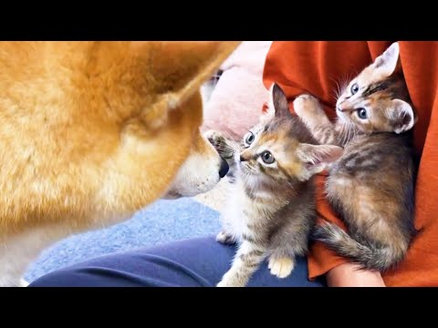 柴犬ママと子猫の2回目の対面で前回より比べ物にならないくらい距離が近くなりました！(YouTube)