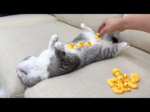 爆睡してる猫のお腹にアヒルを並べたら起きたときの反応がかわいすぎたw(YouTube)