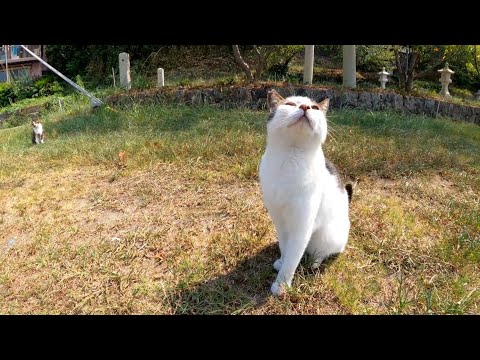 神社前にいた猫たち、猫島を訪れた観光客にオヤツを貰って喜ぶ(YouTube)