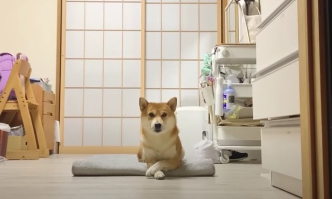 『好きな子』について語る柴犬さんにエール続々！「有名犬ならではの悩みだね〜」「可愛い…」(ブログ)