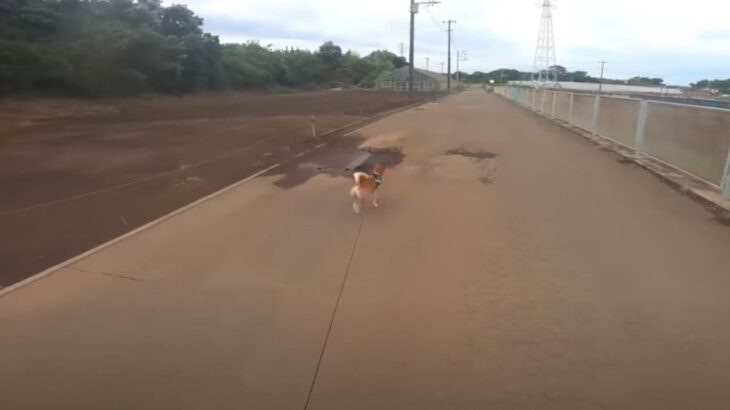 『幸せだなあ』強風でさえ楽しい！柴犬さんとあるじのお散歩に「大自然での散歩羨ましい」「微笑ましすぎる」(ブログ)