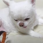 『今は甘えたいんです！』苦手なお散歩に誘われたときのチワワさんの反応にクスッとする人続出(ブログ)