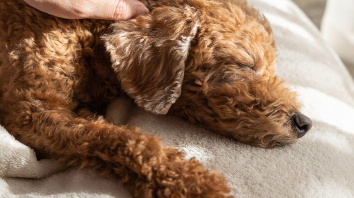 犬の認知症が進行するとみられる4つの症状！知識を備えて冷静に対応することが重要(ブログ)