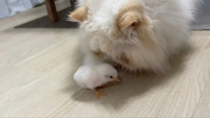 3歳のネコと生後8日のヒヨコちゃんが初対面！体の小さいヒヨコが積極的にアタック→戸惑ってしまうネコの姿が微笑ましい(ブログ)