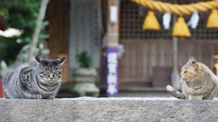 賽銭箱の前で寝ている猫の姿があまりにも神々しい…迷い込んだ神社で一匹の茶トラ猫に遭遇した女性、その目撃談を聞いてみた(ブログ)