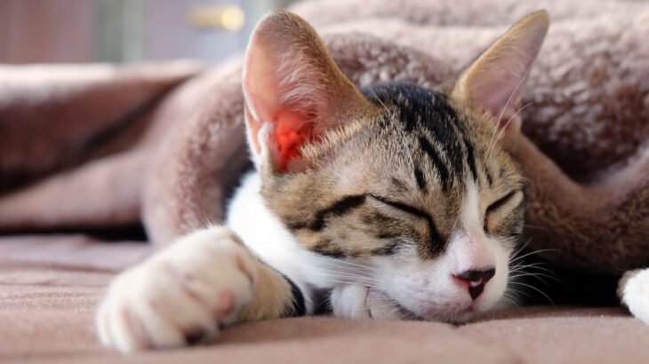 【秋の風物詩】朝露で濡れた体をストーブで乾かしている猫ちゃん、その後ろ姿が趣たっぷりで可愛すぎるとSNSで大反響(ブログ)