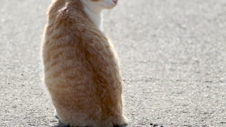 見返り美人はもう古い？4匹の猫が一斉に振り返ると…「見返り美猫」になっていた！飼い主さんが語る意外な撮影エピソードとは？(ブログ)