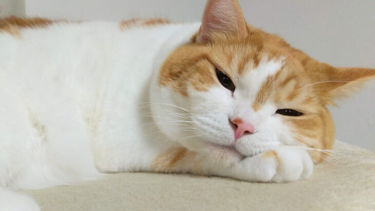 猫はなぜ眠気と戦うのか？激しい睡魔に襲われている一匹の猫ちゃん→1分17秒におよぶ抵抗の末に訪れた笑撃の結末とは(ブログ)