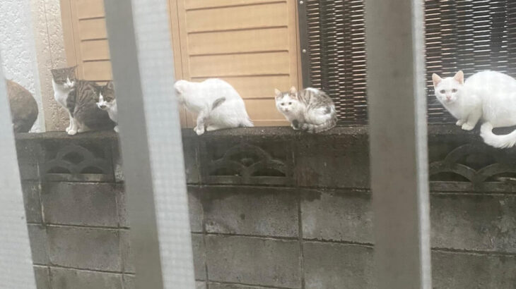 民家の塀になんと6匹の猫が集結！「うらやましい」「猫会議でもはじまりそう」の声とは裏腹に、家主さんが感じた不安とは…？(ブログ)