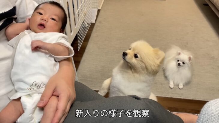 モフモフ兄妹と赤ちゃんの初対面！飼い主さんの予想を裏切るリアクションに「可愛いが詰まりすぎてて終始口角上がりっぱなし」(ブログ)