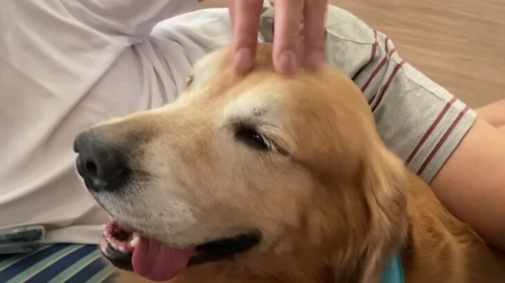 母ちゃんと父ちゃんのお迎え態度が違う！？大型犬の行動に「パパの絶対王者感ｗ」「ママには安心感が強いんだよね」(ブログ)