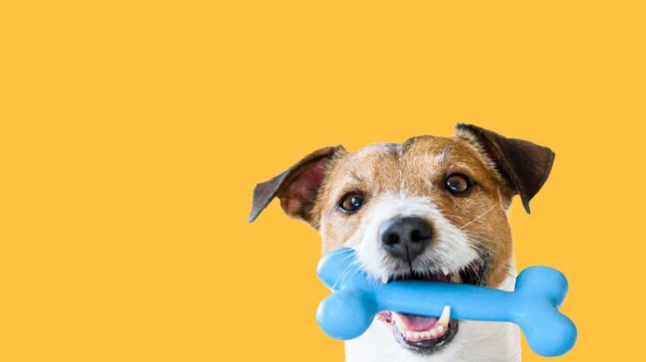 「噛むこと」は犬の記憶力を向上させるだろうか？【研究結果】(ブログ)