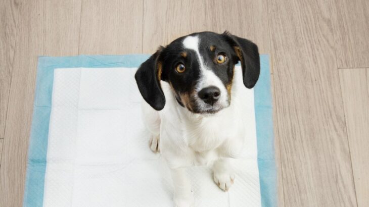 犬はおしっこを1日何回するのが普通？　犬種や年齢による違いや多い・少ないときの病気とは？(ブログ)