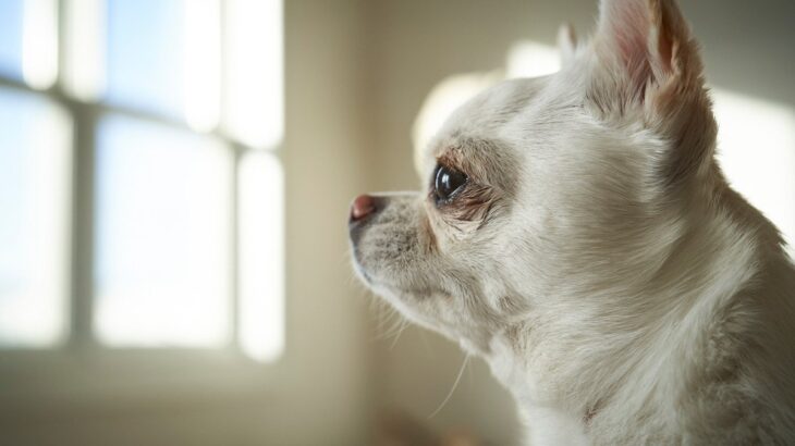 犬を飼って数年が経った…そんな人に思い出してほしい「飼い始めの大切な気持ち」(ブログ)