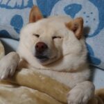 毛布と枕は必須アイテム！野生を捨て去り本気で寝る白柴に「人間に馴染みすぎてる」「何故かこっちも眠くなってくるw」と爆笑の声(ブログ)