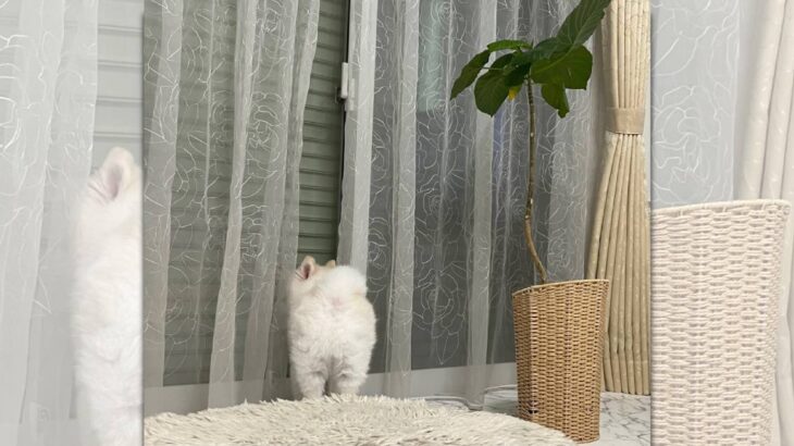 切ない後ろ姿！修学旅行中のお姉ちゃんの帰りを待ち続けるワンちゃん(ブログ)