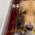 大切なぬいぐるみが壊れた！心配する愛犬のために飼い主さんが緊急手術を決行「めちゃくちゃ悲しそうな表情」「優しい子なんですね」(ブログ)