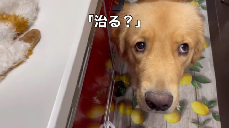 大切なぬいぐるみが壊れた！心配する愛犬のために飼い主さんが緊急手術を決行「めちゃくちゃ悲しそうな表情」「優しい子なんですね」(ブログ)