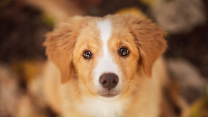 犬が飼い主に『何かを要求しているとき』のサイン4選　仕草や行動別の意味とやるべき対処法とは？(ブログ)