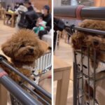 「犬ってこんなに喋るの…！？」「想像以上にあざとくて悶えた」お喋り上手なトイプーのあざとさにネット民ノックアウト(ブログ)