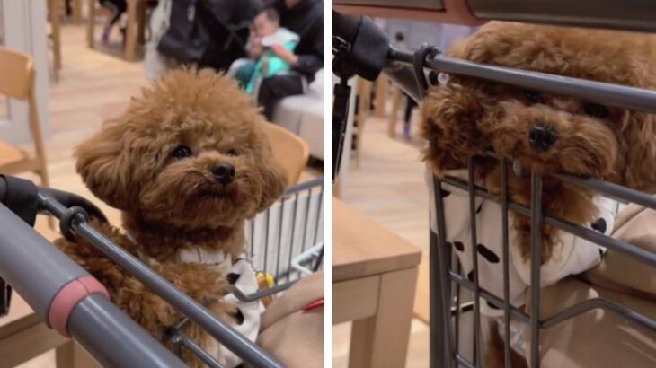 「犬ってこんなに喋るの…！？」「想像以上にあざとくて悶えた」お喋り上手なトイプーのあざとさにネット民ノックアウト(ブログ)