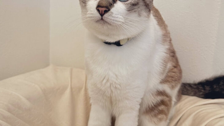 このしょんぼり顔を守りたい…タレ目で悲しそうな表情に見える猫、ミントちゃんの放っておけない不思議な魅力に独占取材で迫る(ブログ)