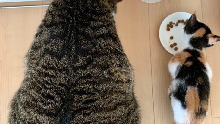 「遠近法だと信じたい」「別の生き物かな？」体重差が10倍もある猫ちゃん→2匹並んでごはんを食べる時の体格差がスゴすぎると話題に(ブログ)