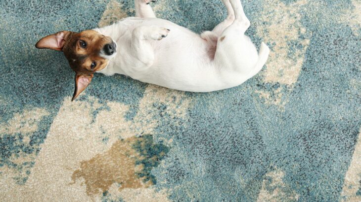 犬が失禁してしまう4つの原因と解決方法　「そんな理由もあるのか」「叱るより優先すべきは原因解明」(ブログ)