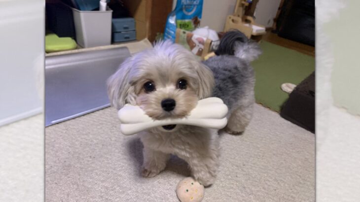 これぞまさに『THE犬』！骨をくわえたワンちゃんが可愛すぎると話題♡(ブログ)