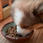 怯える野犬の子犬を家族にお迎え！だんだん心を開いていく様子に「泣ける」「命が救われて良かった」と感動の声(ブログ)