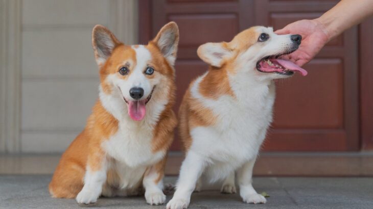 『犬を多頭飼いしてはいけない人』の特徴5選　わんこが不幸になる可能性も…どんな人ならお互いが幸せになる？(ブログ)
