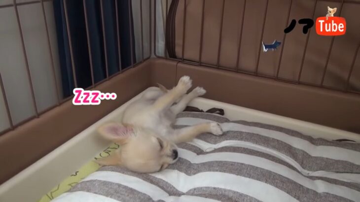 テンションアゲアゲなチワワの子犬をお迎え！遊び疲れて眠る姿が可愛すぎる「ただの天使」「一緒に寝んねしたい」(ブログ)