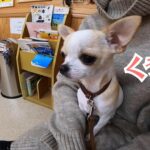 注射が嫌でお目目ウルウル＆体プルプル…！チワワの切なくも愛おしい姿に「お目目がたまらなくカワイイ」「抱っこしてあげたい」(ブログ)