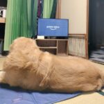 切り替え早っ！お出迎えの直後にテレビ鑑賞を始めるワンちゃんに爆笑(ブログ)