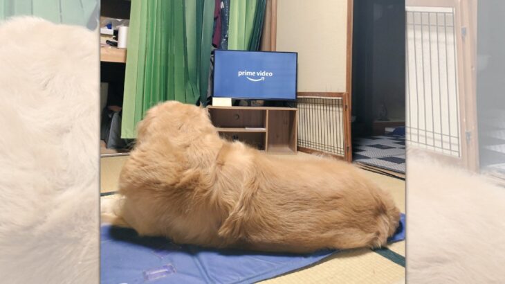 切り替え早っ！お出迎えの直後にテレビ鑑賞を始めるワンちゃんに爆笑(ブログ)