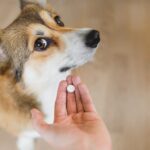 犬の下痢に抗生物質の投与は有益ではないという英国での研究結果(ブログ)