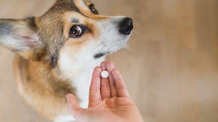 犬の下痢に抗生物質の投与は有益ではないという英国での研究結果(ブログ)