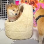寝言を言いながら眠る妹豆柴ちゃんがどんな夢を見ているのか気になる(ブログ)